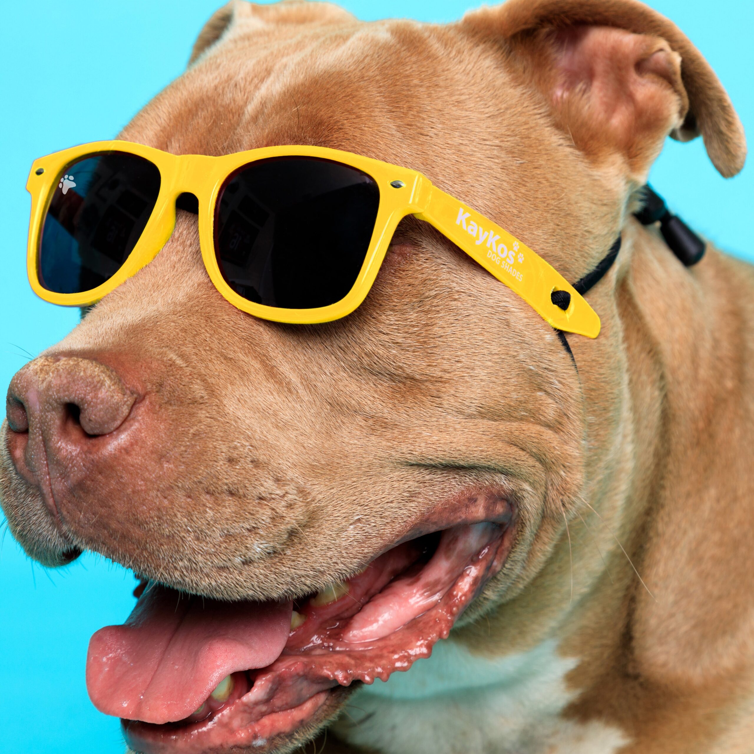 Glasses for Cats & Dogs - Image 4