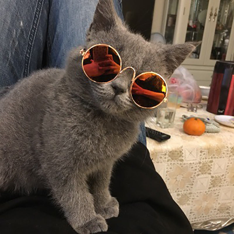 Glasses for Cats & Dogs - Image 2