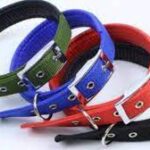 Multi Color Soft Collar With Buckle S
