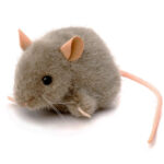 Mouse Toy